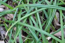 Attēlu rezultāti vaicājumam “Carex pilosa leaf”