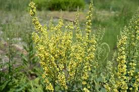 Image result for Verbascum nigrum