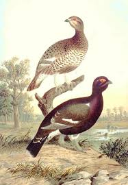 Image result for Tetrao tetrix