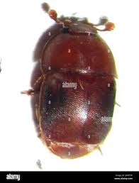 Attēlu rezultāti vaicājumam “Nitidulidae”