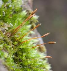 Attēlu rezultāti vaicājumam “Paraleucobryum longifolium sporophyte”