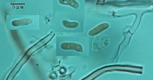 Attēlu rezultāti vaicājumam “Antrodia albida”