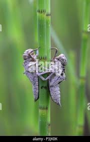 Attēlu rezultāti vaicājumam “Libellula quadrimaculata exuvia”