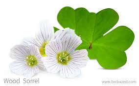 Attēlu rezultāti vaicājumam “Oxalis acetosella”