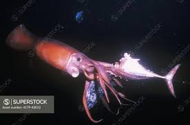 Image result for Dosidicus gigas
