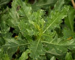 Attēlu rezultāti vaicājumam “Cirsium arvense”