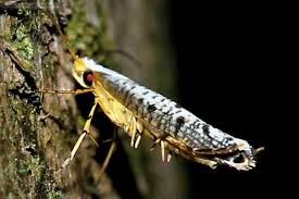 Attēlu rezultāti vaicājumam “Argyresthiidae”