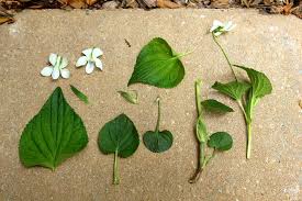 Attēlu rezultāti vaicājumam “Viola rupestris leaf”