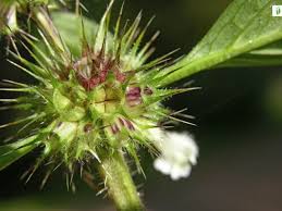 Attēlu rezultāti vaicājumam “Galeopsis bifida leaf”