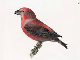 Attēlu rezultāti vaicājumam “Loxia pytyopsittacus male”