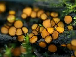 Attēlu rezultāti vaicājumam “Reticularia lycoperdon young”