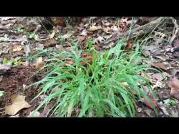 Attēlu rezultāti vaicājumam “Brachypodium sylvaticum fruit”