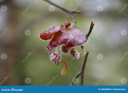 Attēlu rezultāti vaicājumam “Fagus sylvatica fo. purpurea flower”