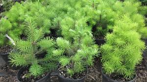 Attēlu rezultāti vaicājumam “Pseudotsuga menziesii var. glauca”