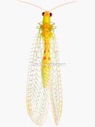 Attēlu rezultāti vaicājumam “Chrysopa”