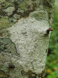 Attēlu rezultāti vaicājumam “Thelopsis rubella”