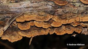 Attēlu rezultāti vaicājumam “Hymenochaete tabacina”