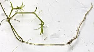 Attēlu rezultāti vaicājumam “Potamogeton trichoides leaf”