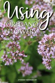 Image result for Oregano