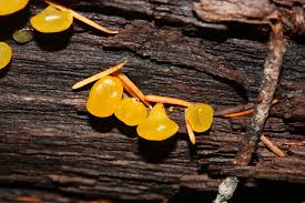 Attēlu rezultāti vaicājumam “Trichia alpina macro”