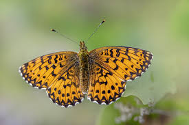 Attēlu rezultāti vaicājumam “Brenthis ino upperside”