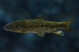 Image result for Barbus barbus