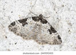 Attēlu rezultāti vaicājumam “Xanthorhoe fluctuata”