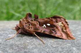 Attēlu rezultāti vaicājumam “Autographa pulchrina”