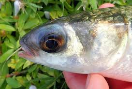 Image result for Mugil cephalus