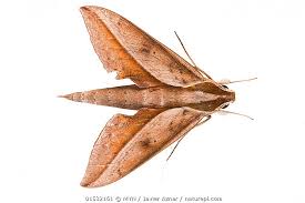 Attēlu rezultāti vaicājumam “Sphingidae”