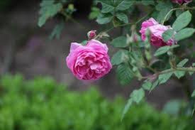 Attēlu rezultāti vaicājumam “Rosa glabrifolia”