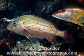 Image result for Haemulon carbonarium