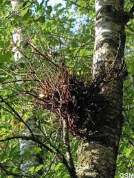 Attēlu rezultāti vaicājumam “Taphrina betulina”