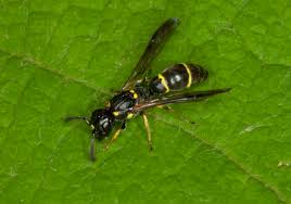 Attēlu rezultāti vaicājumam “Symmorphus sp.”