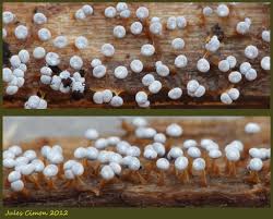 Attēlu rezultāti vaicājumam “Physarum xanthinum sessile”