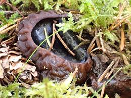 Attēlu rezultāti vaicājumam “Sarcosoma globosum”