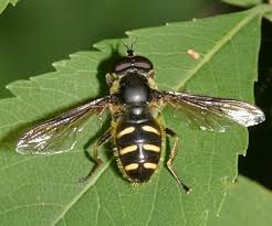 Attēlu rezultāti vaicājumam “Sericomyia sp.”