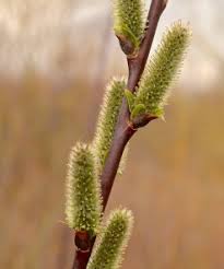 Attēlu rezultāti vaicājumam “Salix daphnoides”