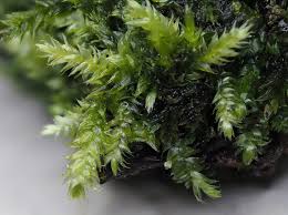 Attēlu rezultāti vaicājumam “Platyhypnidium riparioides”