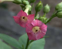Attēlu rezultāti vaicājumam “Nicotiana tabacum flower”