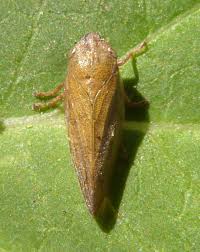 Attēlu rezultāti vaicājumam “Aphrophora salicina”