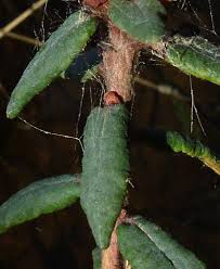 Attēlu rezultāti vaicājumam “Ledum palustre leaf”