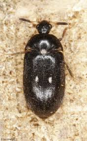 Attēlu rezultāti vaicājumam “Dermestidae”