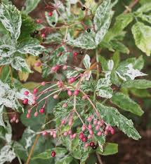 Attēlu rezultāti vaicājumam “Sambucus nigra leaf”