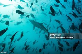 Image result for Carcharhinus brevipinna