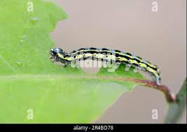 Attēlu rezultāti vaicājumam “Orthosia miniosa imago”