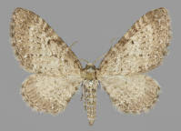 Attēlu rezultāti vaicājumam “Eupithecia satyrata”