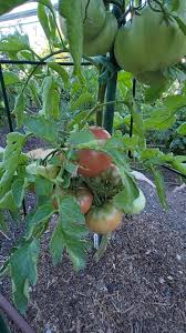 Afbeeldingsresultaat voor carbon tomato