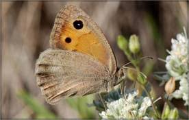 Attēlu rezultāti vaicājumam “Hyponephele lycaon”