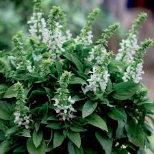 Attēlu rezultāti vaicājumam “Ocimum basilicum flower”